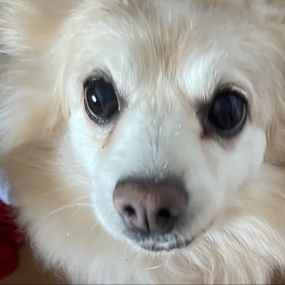 Meet your Posher, Tamera - Picture 1 of 1